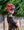 Kask Sentisi Tangerine