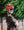 Kask Sentisi Tangerine