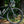 Santa Cruz Stigmata Apex Matte Carbon