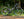 A black Santa Cruz bicycle with drop handlebars and knobby tires, parked on a dirt path in a dense green forest.
