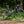 A black Santa Cruz bicycle with drop handlebars and knobby tires, parked on a dirt path in a dense green forest.