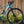 Kona Ouroboros CR