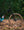 Marin Bobcat Trail 5