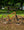 Marin Kentfield 1 Orange