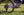 Marin Rift Zone 1  Dark Purple