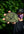 Outpost Adventure Club Eat Trash Ride Free Patch